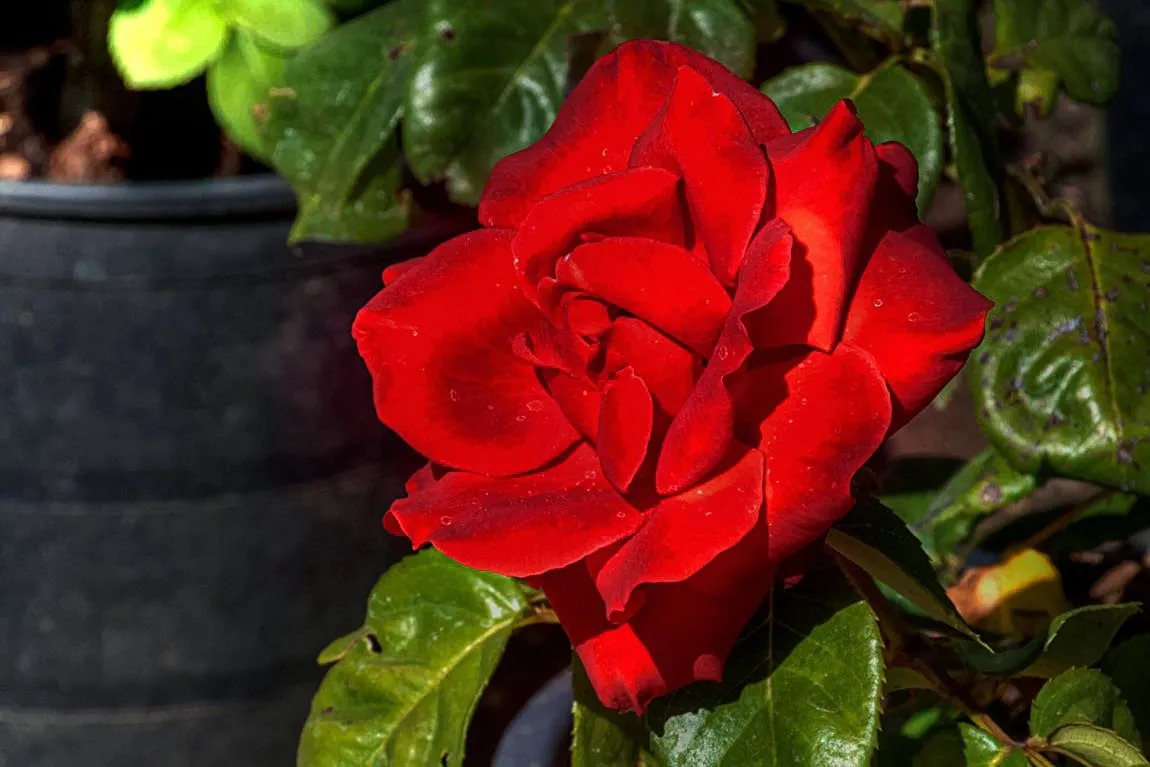 Ramon : Fotografia y poemas: EN UN JARDÍN DE BELLAS FLORES