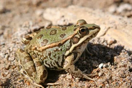 Rana común - Pelophylax perezi