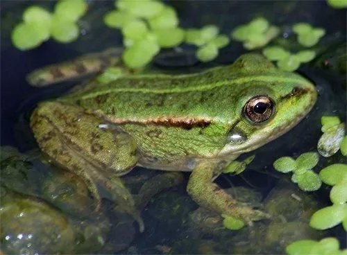 Rana perezi, Rana verde