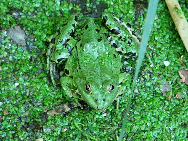 Rana verde común (Rana ridibunda. Pallas, 1771)