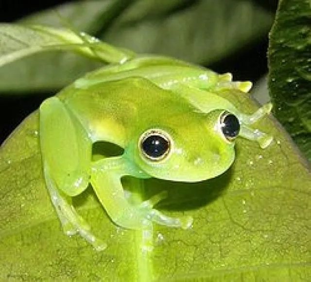 Ranas bonitas - Imagui