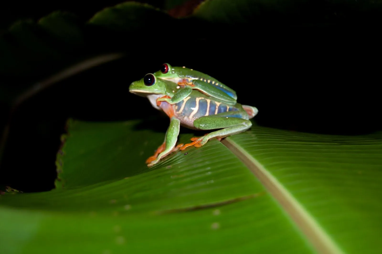 Ranas verdes - Imagui