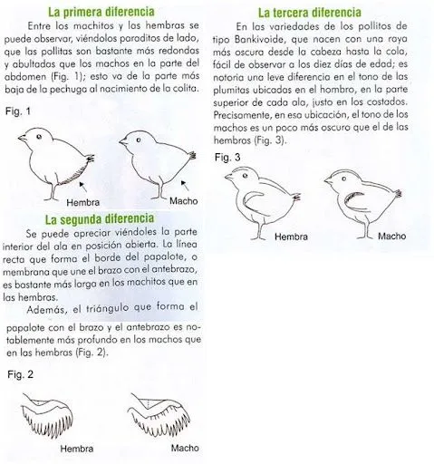 El Ranchito :: Pollitos recién nacidos(