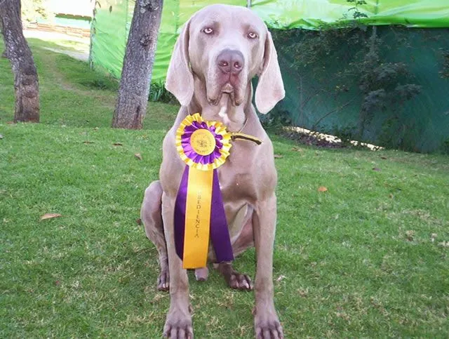 Rancho Aldave, cría de perros Weimaraner