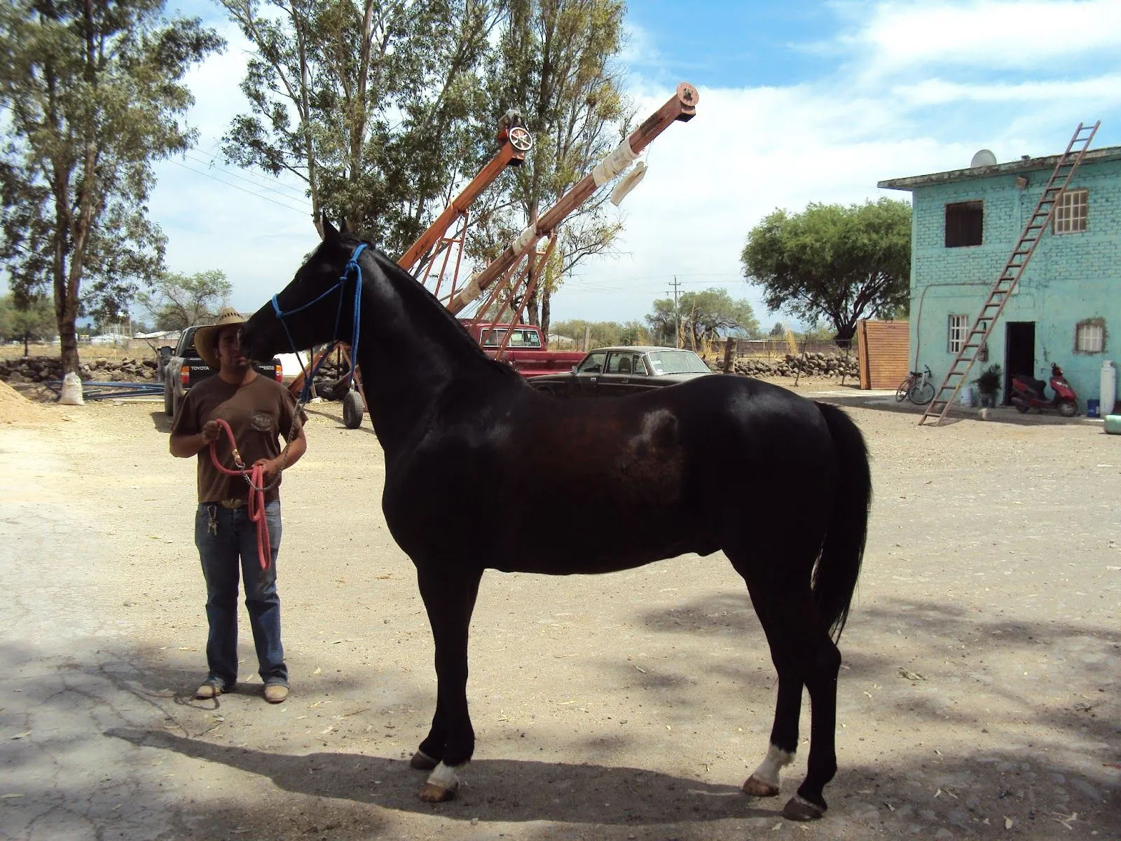 rancho mendoza: caballo cuarto de milla con arabe