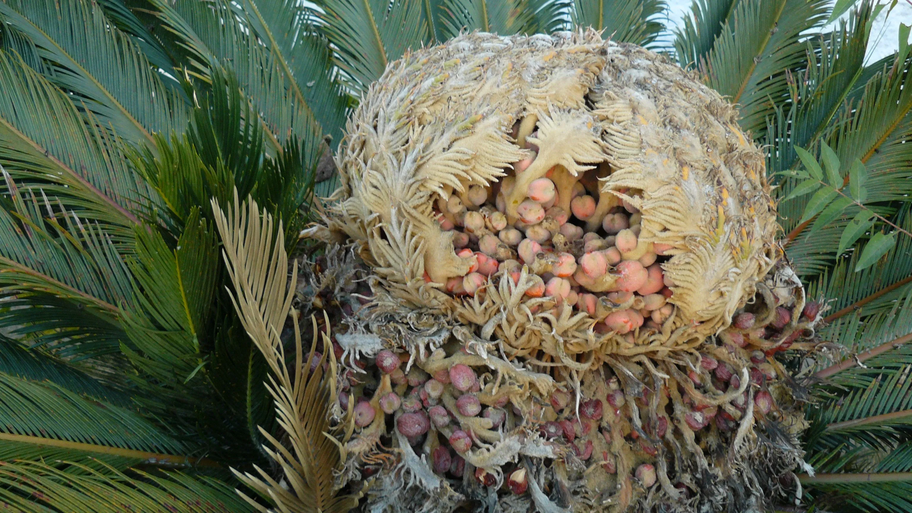 Una rara palmera, bajita cuyas palmas crecen como pétalos ...