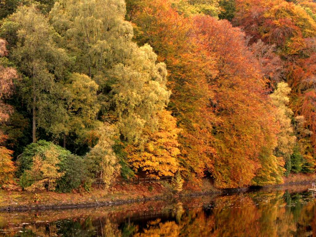 El Rastro Verde: El otoño es un andante melancólico y gracioso que ...