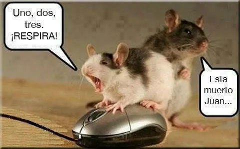 Ratas graciosas - Imagenes divertidas - imagenes graciosas