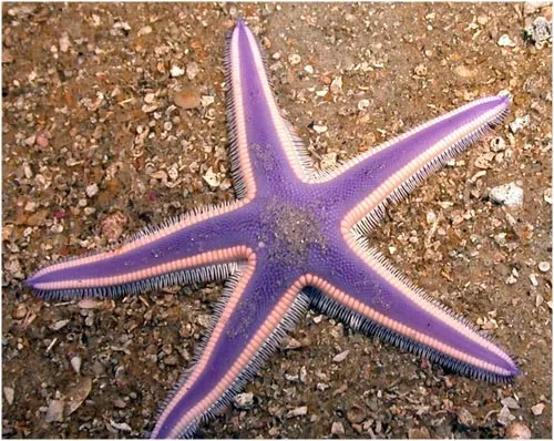 Rato de Ociosidad: Las 10 Estrellas de Mar Mas Bonitas Del Mundo