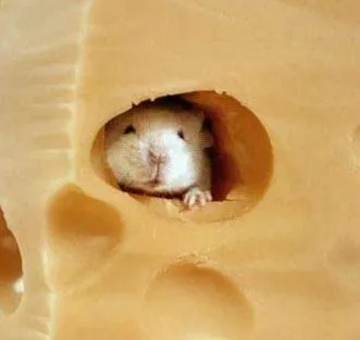 Ratoncito resguardado - Fotos de animales - Humor12.