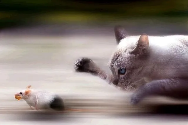 Los ratones huelen la saliva de los gatos - bigotes de gato