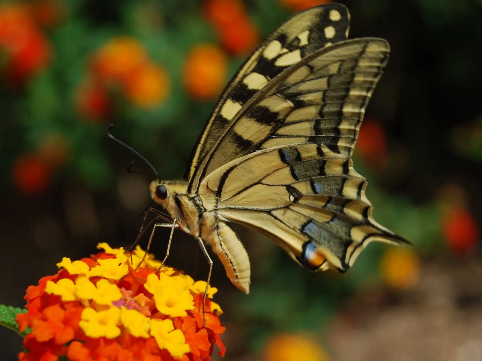 Raul Gil naturaleza y pesca: UNA DE NUETRAS BONITAS MARIPOSAS DIURNAS