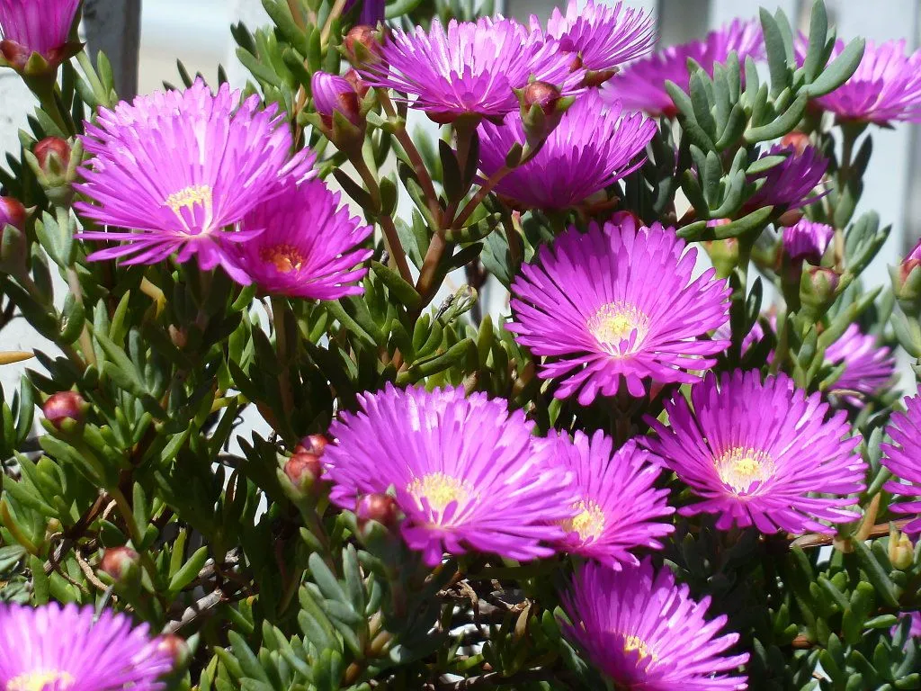 rayito de sol | Cuidar de tus plantas es facilisimo.