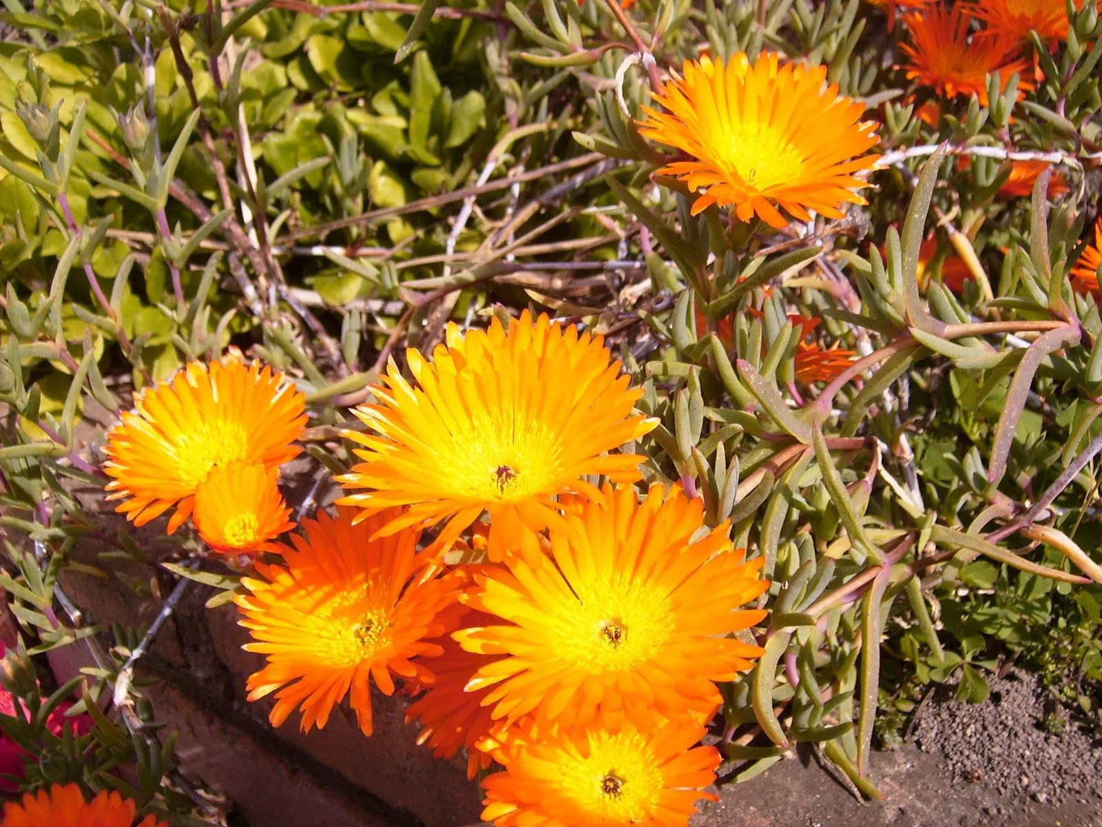 Rayitos de sol. Lampranthus | PLANTAS Y FLORES