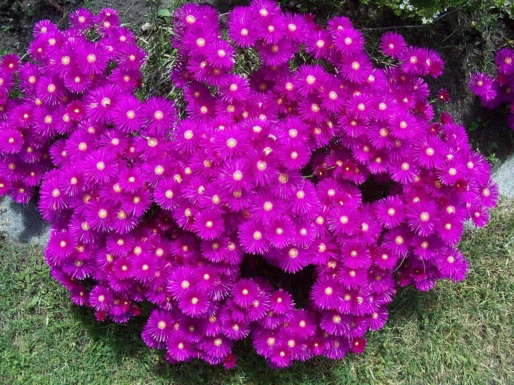 MIS RAYITOS DE SOL Y LAS ORQUI EN TODA SU FLORACION | Cuidar de ...