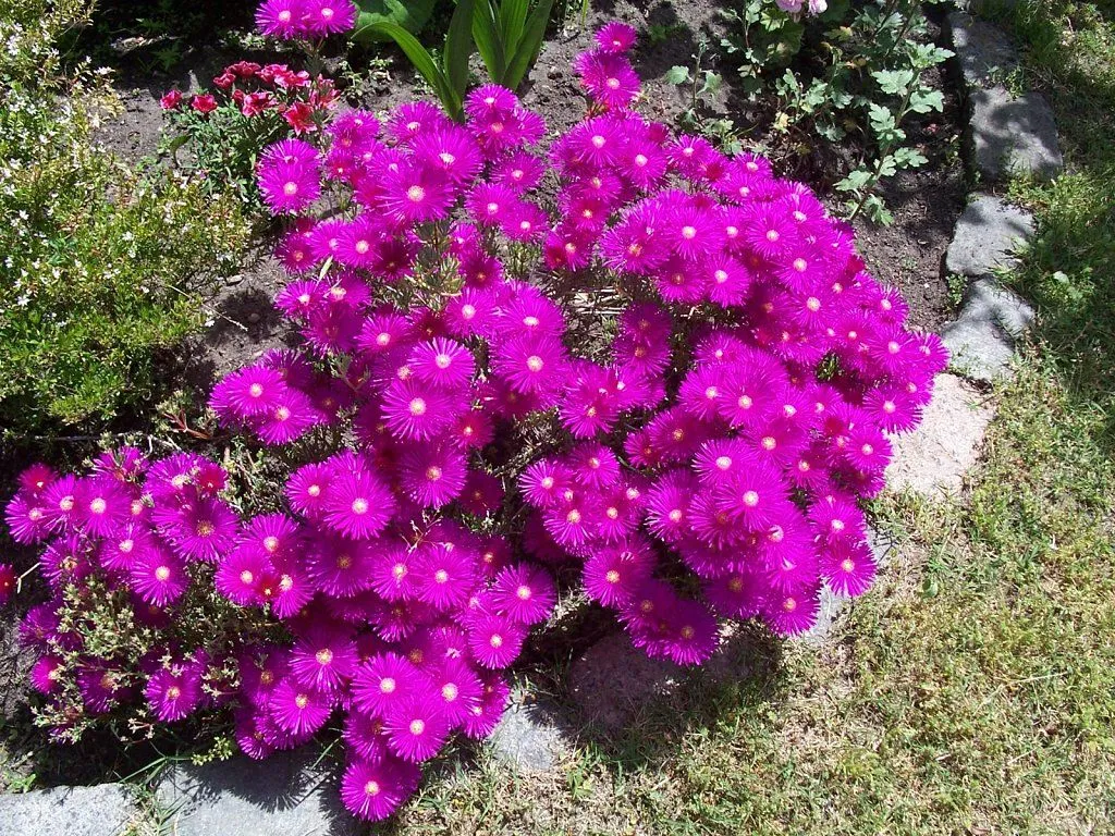 MIS RAYITOS DE SOL Y LAS ORQUI EN TODA SU FLORACION | Cuidar de ...