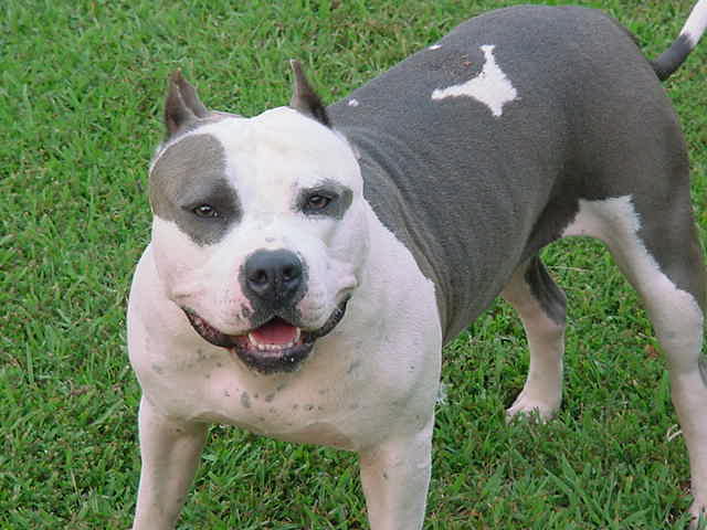 Raza: AMERICAN PIT BULL TERRIER | Perros