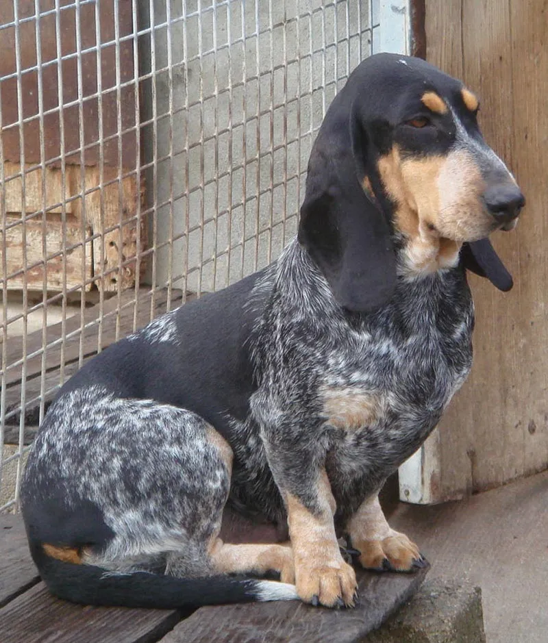 Raza Basset Azul de Gascuña. Fotos de perros Basset Azul de Gascuña