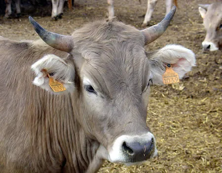 Raza bovina Bruna de los Pirineos