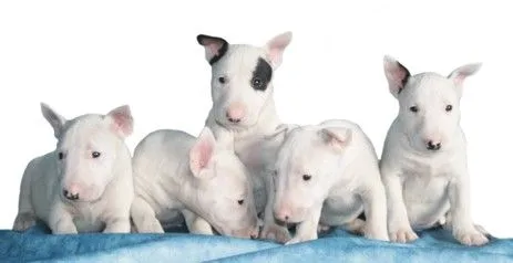 Raza Bull-Terrier