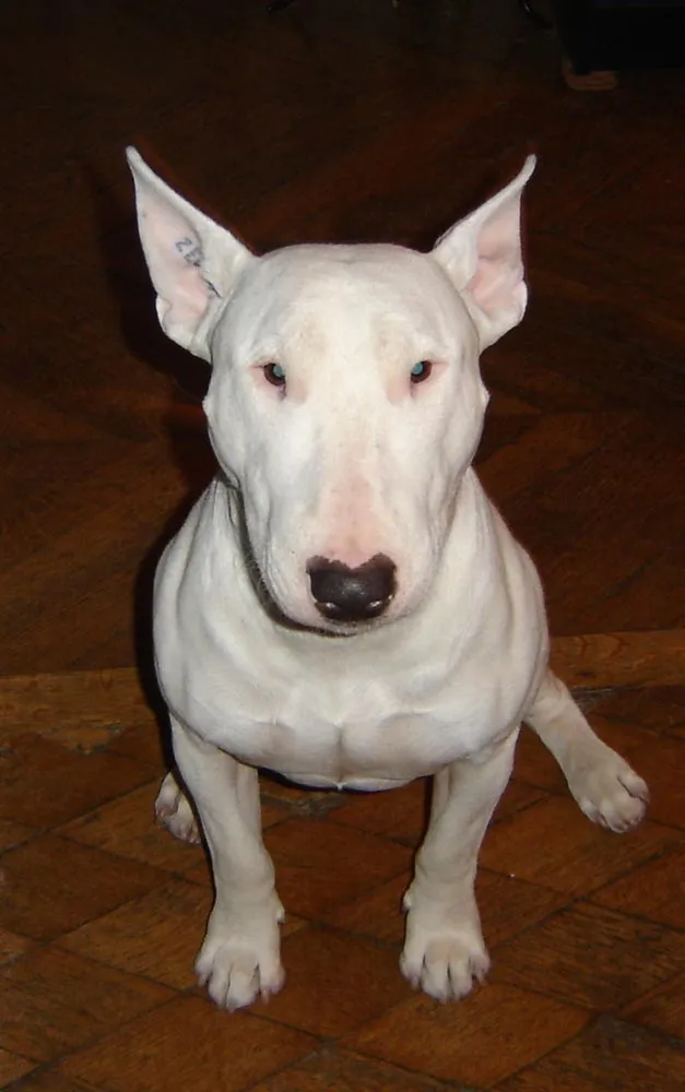 Raza Bull Terrier Inglés. Fotos de perros Bull Terrier Inglés