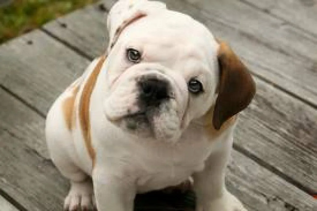 Perros bulldog bebés - Imagui