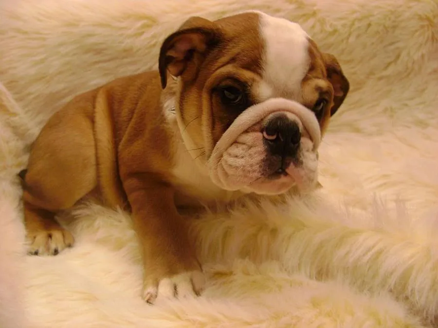 Raza Bulldog Inglés. Fotos de perros Bulldog Inglés