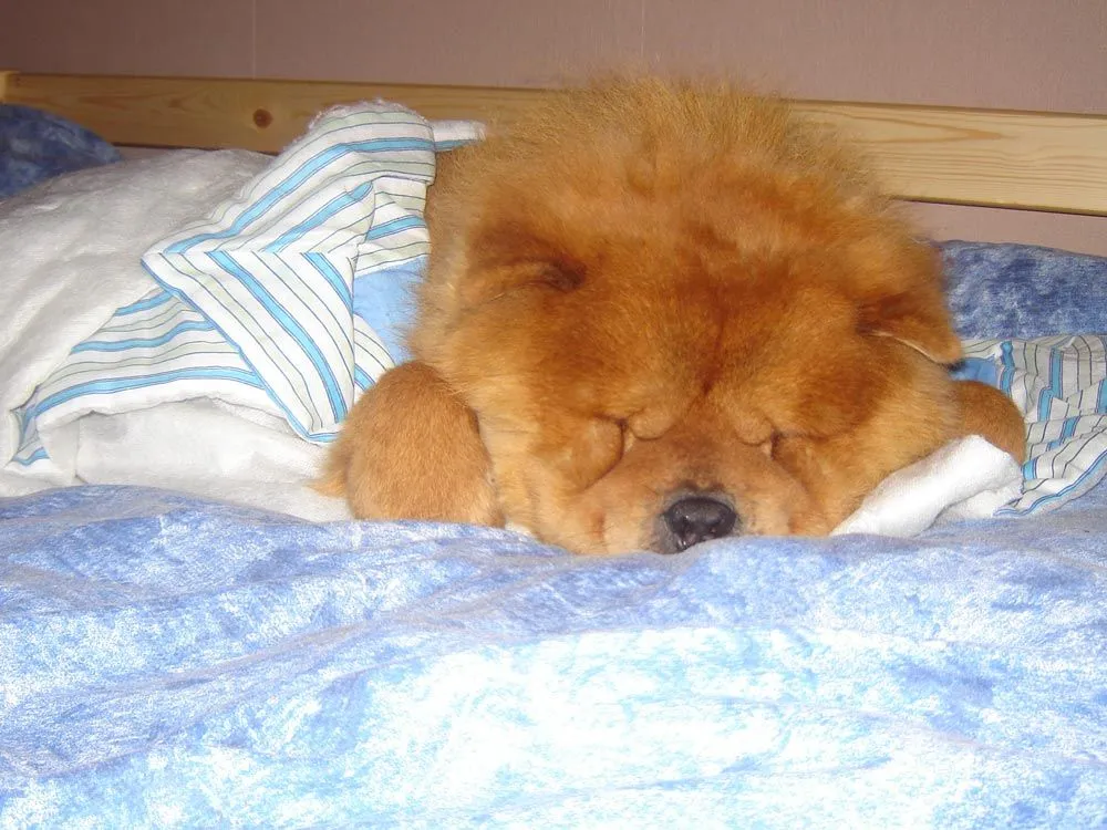 Raza Chow Chow. Fotos de perros Chow Chow