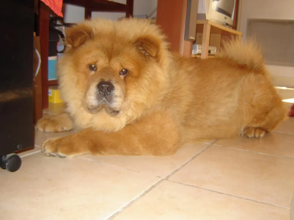 Raza Chow Chow. Fotos de perros Chow Chow