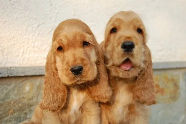 Raza: Cocker Spaniel Inglés | Perros