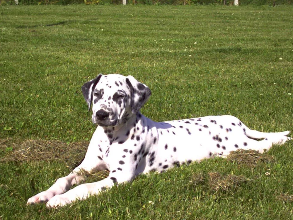 Raza Dálmata. Fotos de perros Dálmata