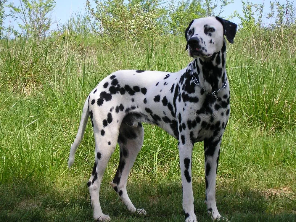 Raza Dálmata. Fotos de perros Dálmata