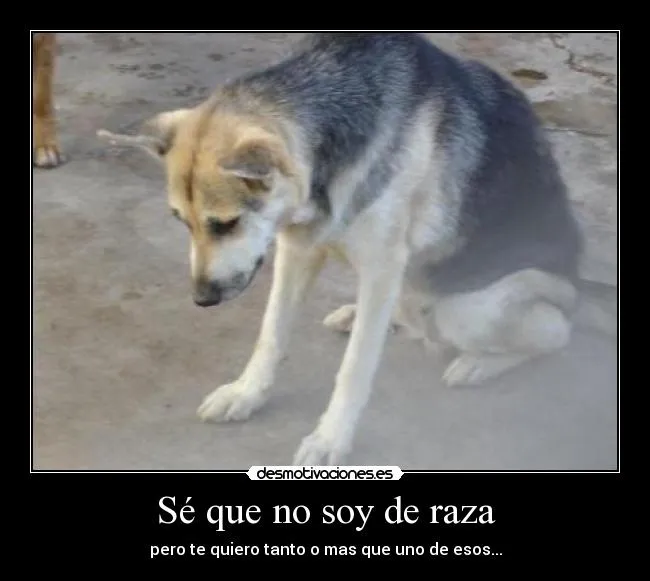 Sé que no soy de raza | Desmotivaciones