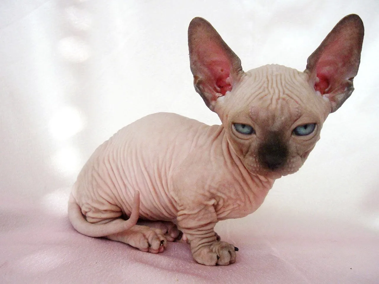 Raza de gatos Sphynx