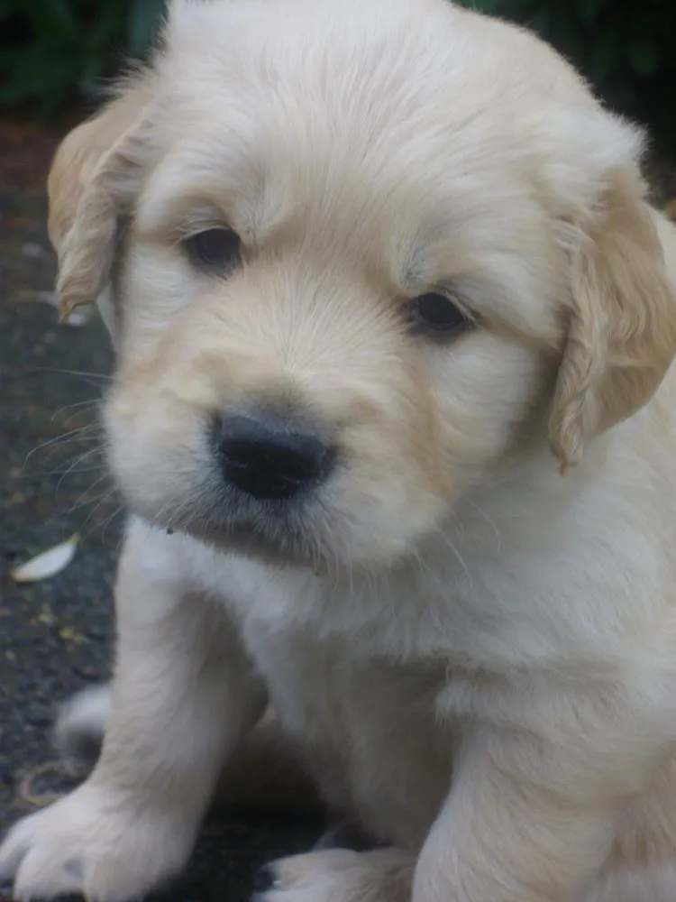 Raza Golden Retriever. Fotos de perros Golden Retriever