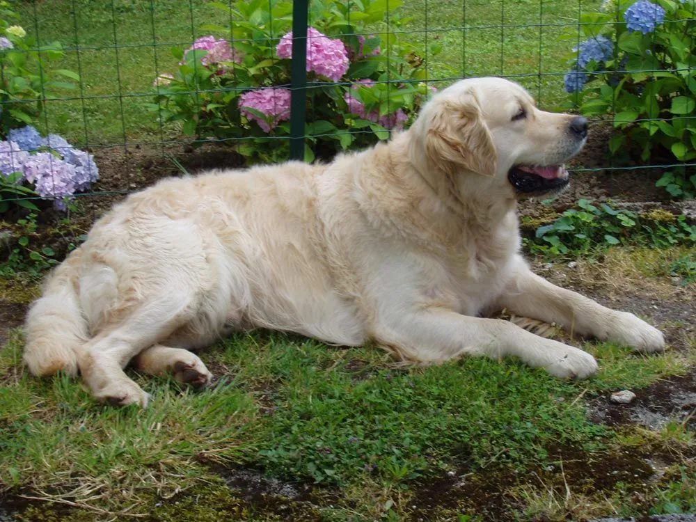 Raza Golden Retriever. Fotos de perros Golden Retriever