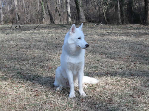 Raza Husky Siberiano