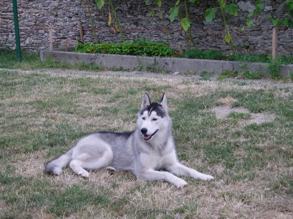 Raza Husky Siberiano. Fotos de perros Husky Siberiano