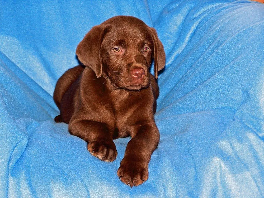 Raza Labrador Retriever. Fotos de perros Labrador Retriever