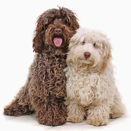 La Raza Mixta del Cockapoo (Cooker Spaniel + Poodle) | Blog Perro