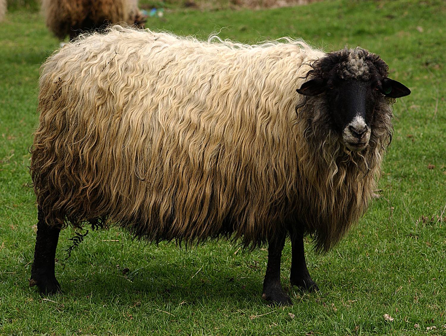 una raza de ovejas que casi habia desaparecido de bizkaia