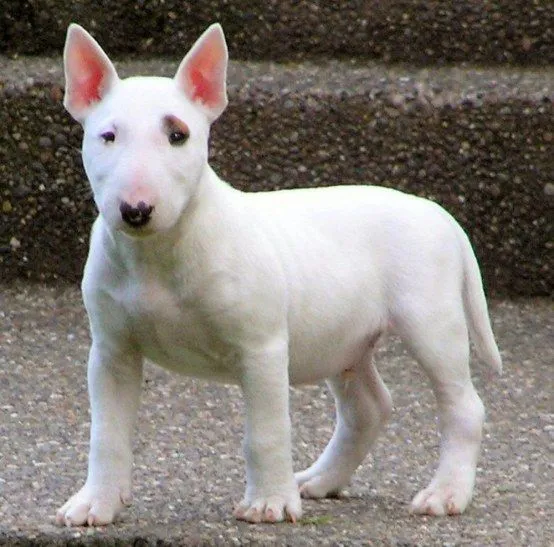 Raza de perro: Bull Terrier | AutoGuau