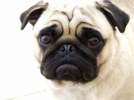 Pug Carlino