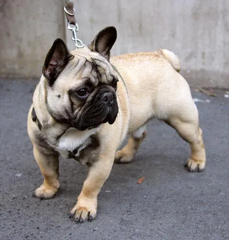 Raza de perros pug carlino caniche toy bull dog frances