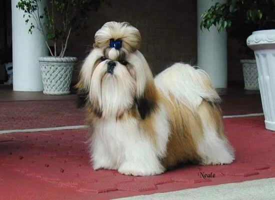 Raza de perros Shih Tzu. Los perros más cuidados y cariños - Taringa!