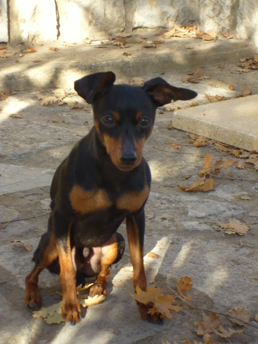 Raza Pinscher miniatura. Fotos de perros Pinscher miniatura