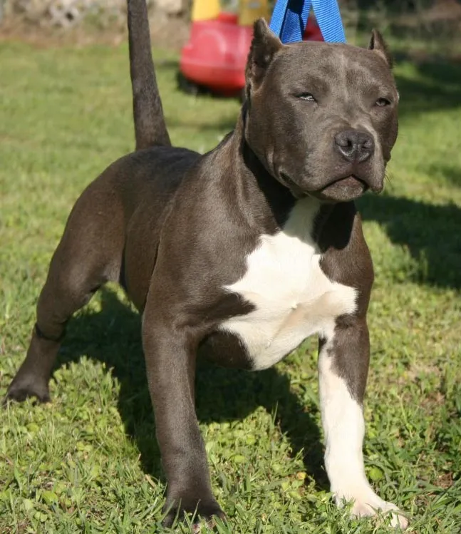 Raza Pit Bull. Fotos de perros Pit Bull