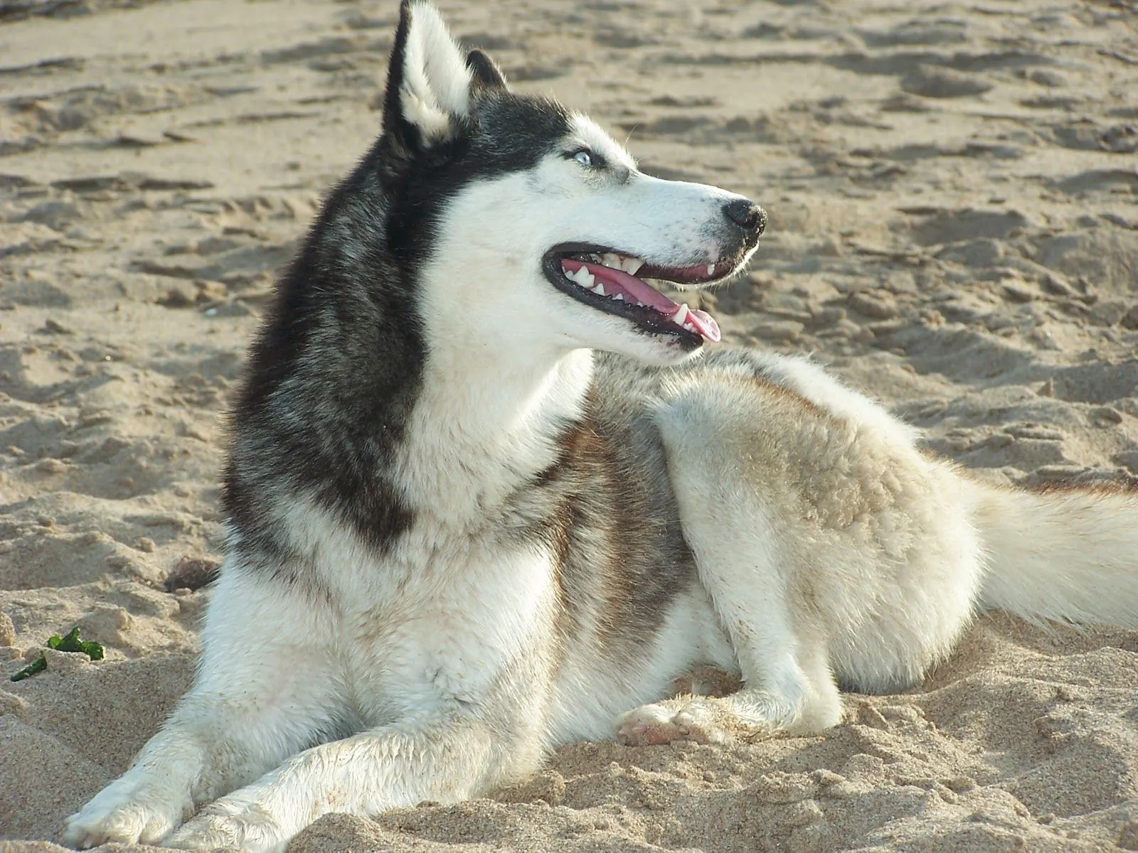 Esta raza presenta un acusado parecido con el lobo: De mediano tamaño ...