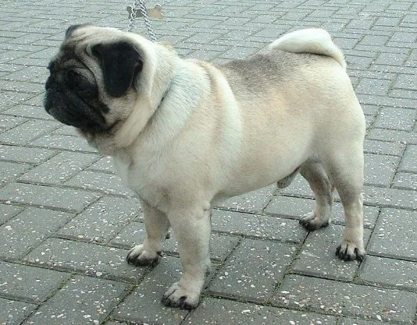 File:Pug 600.jpg - Wikimedia Commons