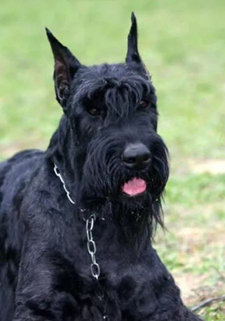 Raza Schnauzer Gigante Fotos De Perros